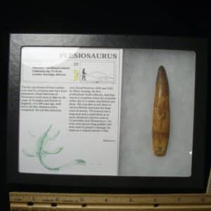 Plesiosaurus Dinosaur Tooth (123023e)