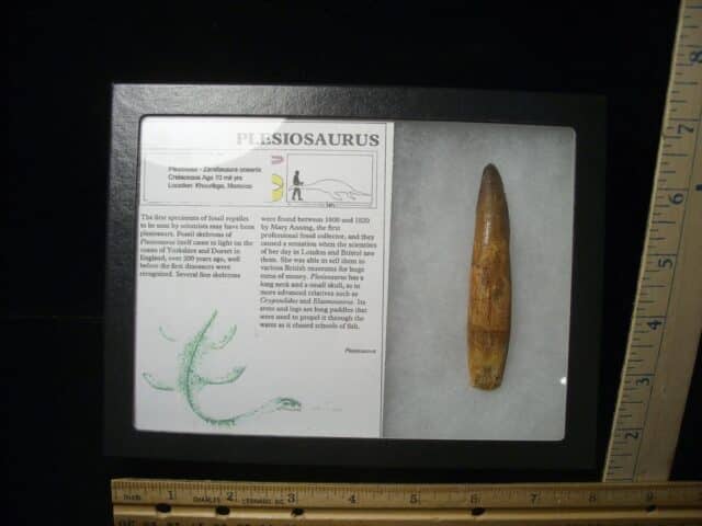 Plesiosaurus Dinosaur Tooth (123023e)