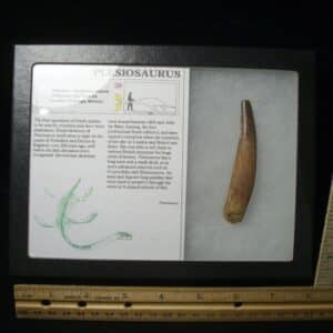Plesiosaurus Dinosaur Tooth (123023g)