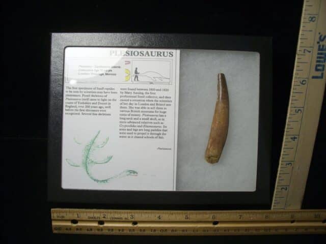 Plesiosaurus Dinosaur Tooth (123023g)
