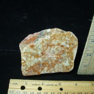 Dinosaur Coprolite  (Poop) (122823w)