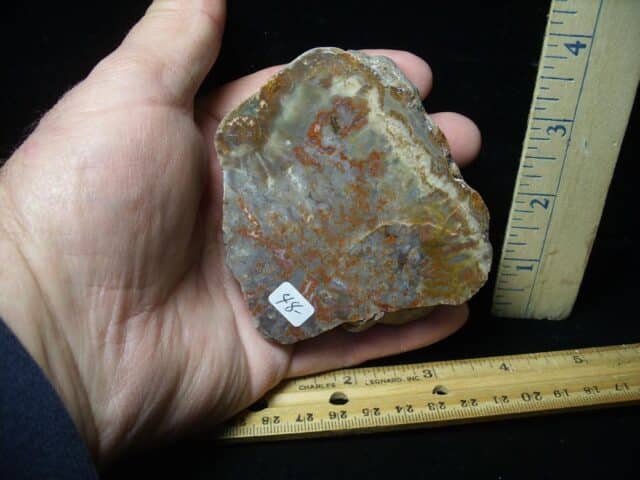 Dinosaur Coprolite  (Poop) (122823x) - Image 2
