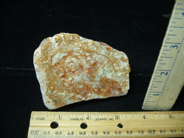 Dinosaur Coprolite  (Poop) (123123a)