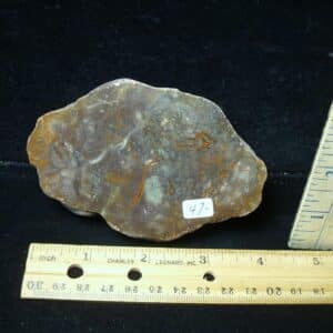 Dinosaur Coprolite  (Poop) (123123c)