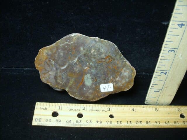 Dinosaur Coprolite  (Poop) (123123c)