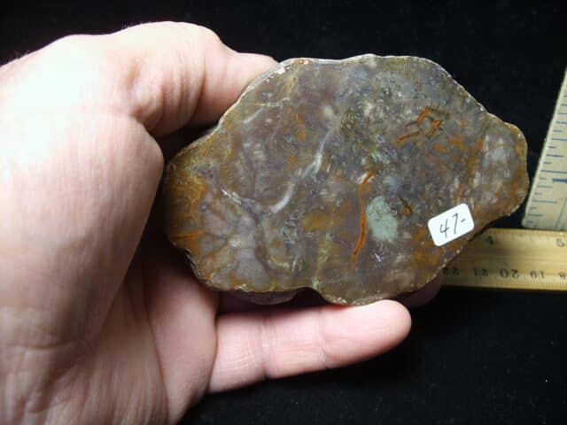 Dinosaur Coprolite  (Poop) (123123c) - Image 2