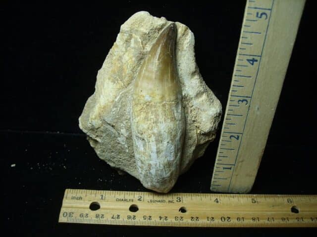 “Natural” Mosasaur Tooth in Rock (021324m)