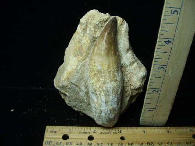 “Natural” Mosasaur Tooth in Rock (021324m) - Image 2