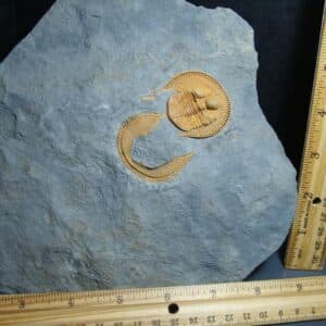 Rare “Very Large” Fossilized Trilobite – Arthropod (012024a)