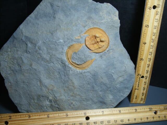 Rare “Very Large” Fossilized Trilobite – Arthropod (012024a)