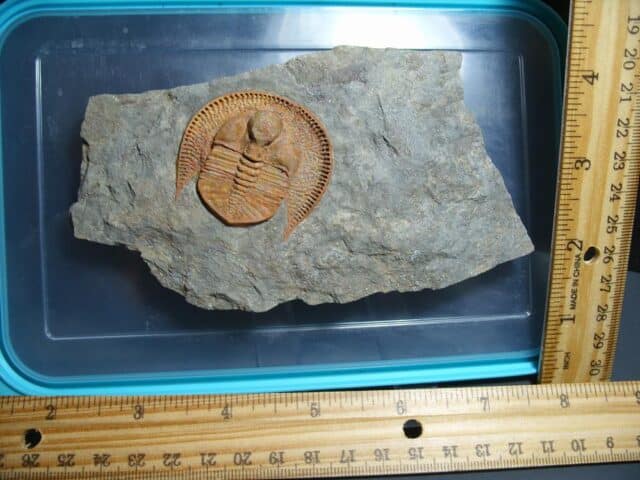 Rare “Very Large” Fossilized Trilobite – Arthropod (012024b)