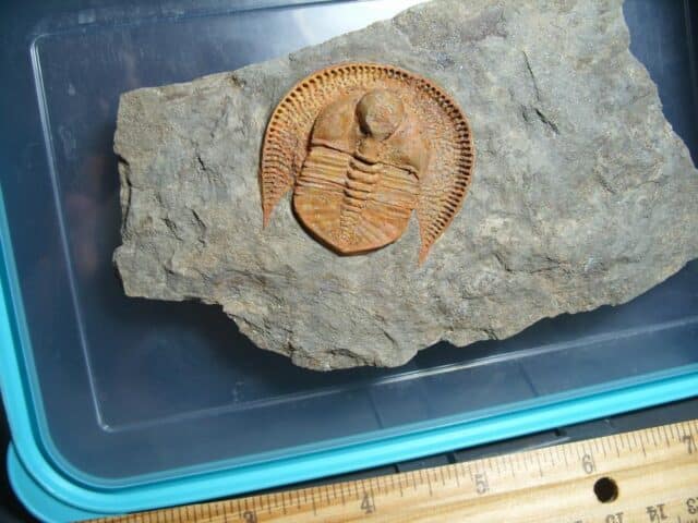 Rare “Very Large” Fossilized Trilobite – Arthropod (012024b) - Image 2