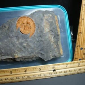 Rare “Very Large” Fossilized Trilobite – Arthropod (012024c)