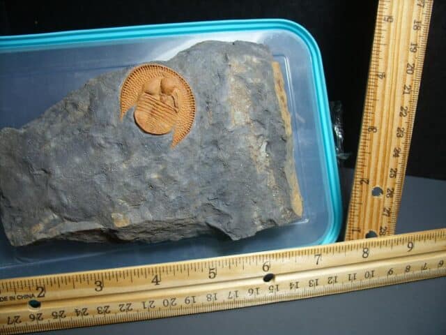 Rare “Very Large” Fossilized Trilobite – Arthropod (012024c)