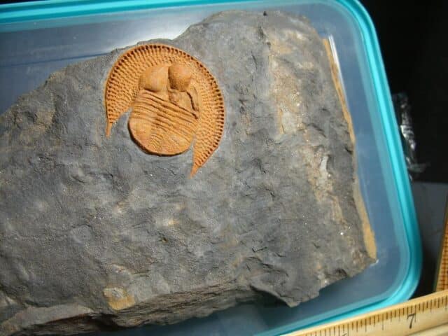 Rare “Very Large” Fossilized Trilobite – Arthropod (012024c) - Image 2