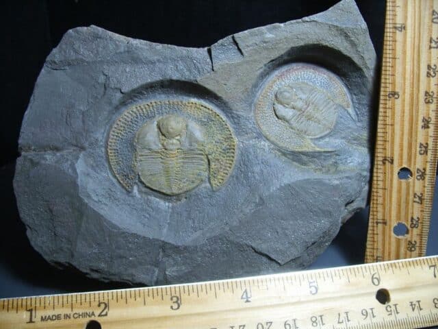 Rare “Very Large” Fossilized Trilobite – Arthropod (012024d)