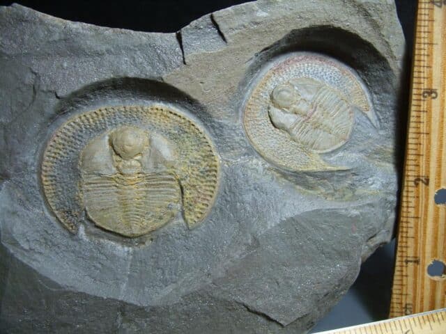 Rare “Very Large” Fossilized Trilobite – Arthropod (012024d) - Image 2