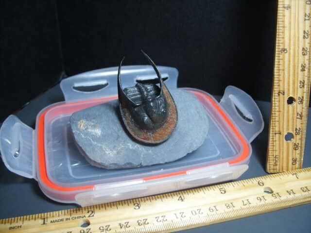 Harpes Trilobite  (012024f)