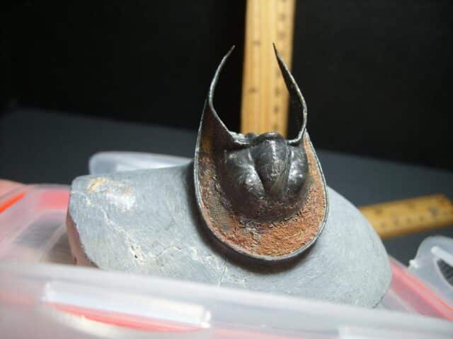 Harpes Trilobite  (012024f) - Image 2