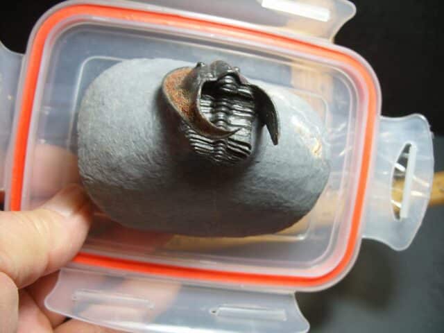 Harpes Trilobite  (012024f) - Image 4
