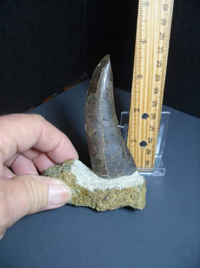 Tyrannosaurid "Gorgosaur" Dinosaur Tooth (012024g)