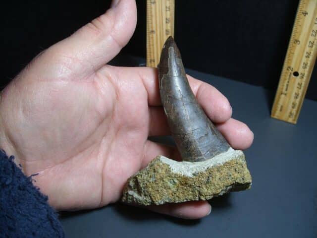 Tyrannosaurid "Gorgosaur" Dinosaur Tooth (012024g) - Image 2