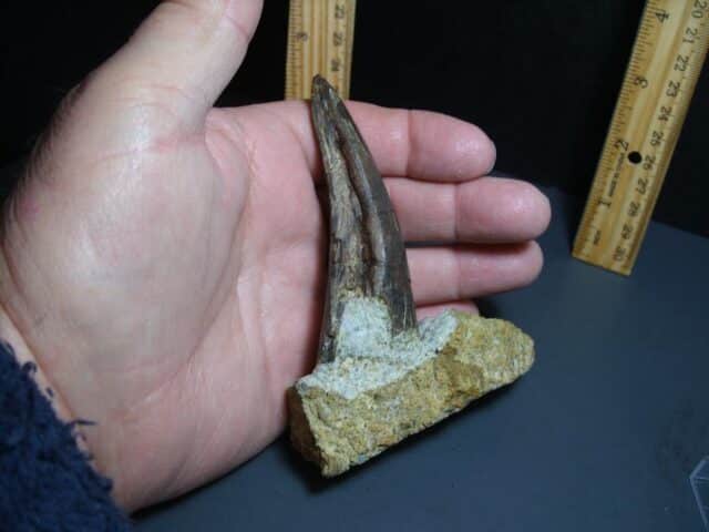 Tyrannosaurid "Gorgosaur" Dinosaur Tooth (012024g) - Image 3