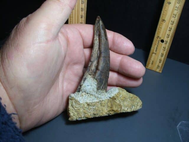 Tyrannosaurid "Gorgosaur" Dinosaur Tooth (012024g) - Image 4