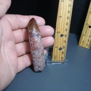 Triassic Phytosaur Tooth (012024h)