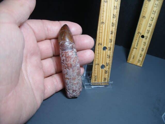 Triassic Phytosaur Tooth (012024h)