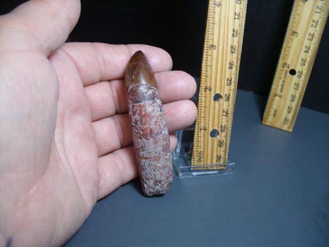 Triassic Phytosaur Tooth (012024h) - Image 2