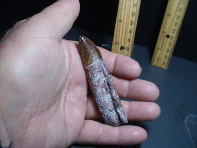 Triassic Phytosaur Tooth (012024h) - Image 3