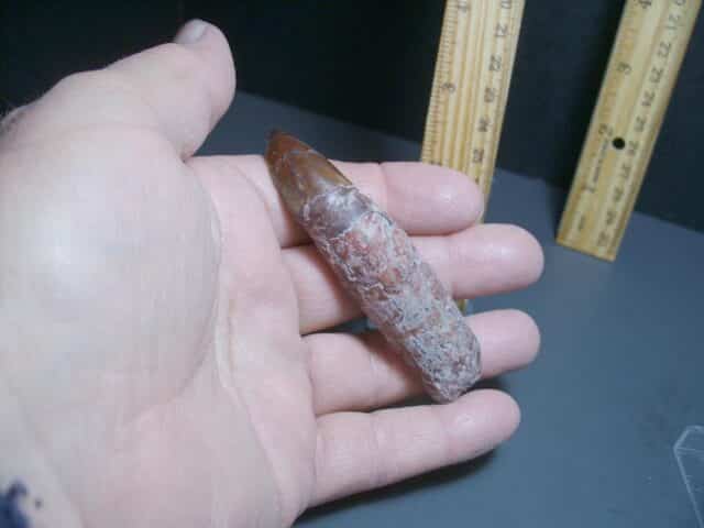 Triassic Phytosaur Tooth (012024h) - Image 4