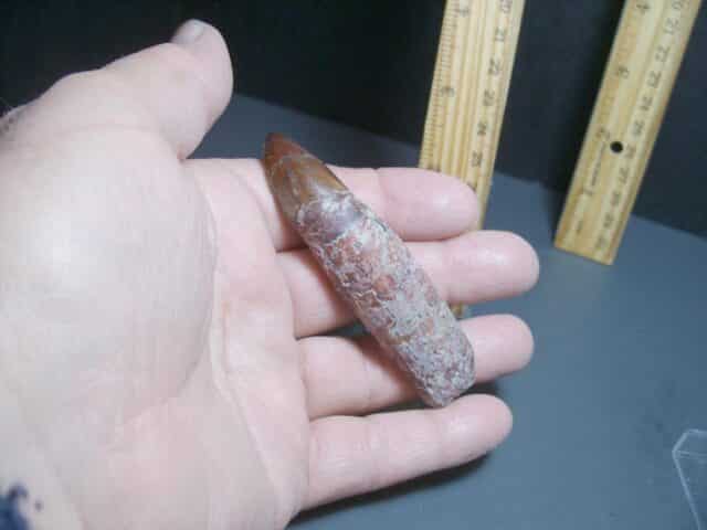 Triassic Phytosaur Tooth (012024h) - Image 5