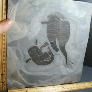Multiple Eurypterid Specimens (012024j)