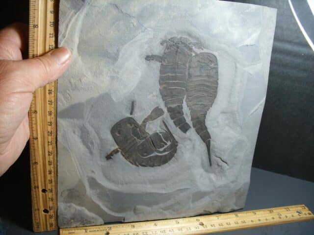 Multiple Eurypterid Specimens (012024j)