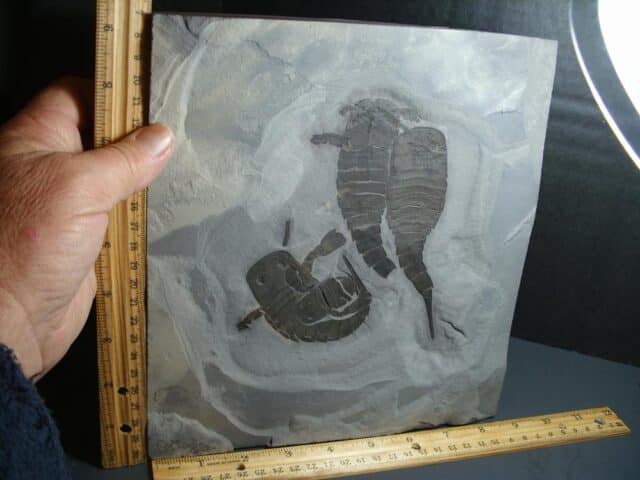 Multiple Eurypterid Specimens (012024j) - Image 2