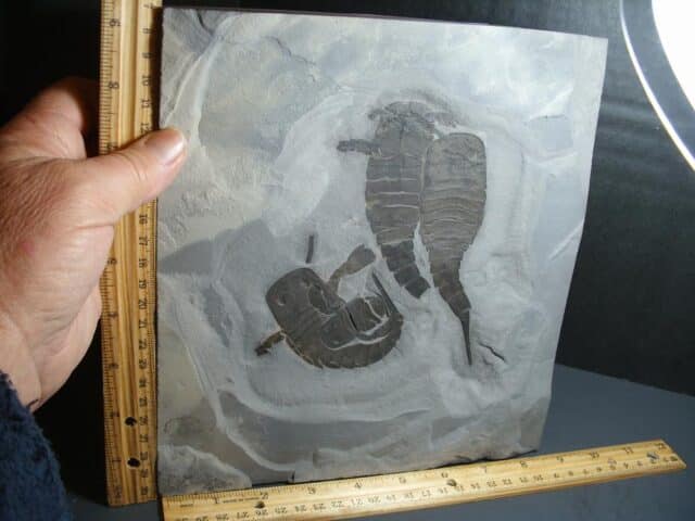 Multiple Eurypterid Specimens (012024j) - Image 3