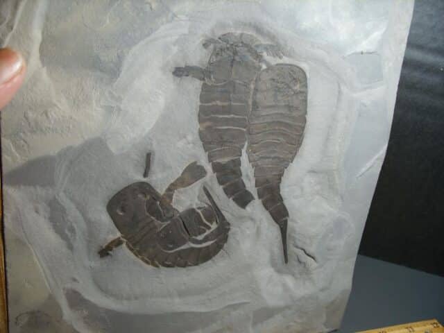 Multiple Eurypterid Specimens (012024j) - Image 4