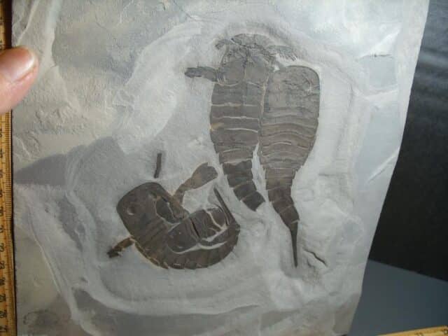 Multiple Eurypterid Specimens (012024j) - Image 5