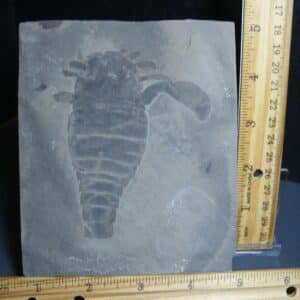 Eurypterid Specimen (012024m)