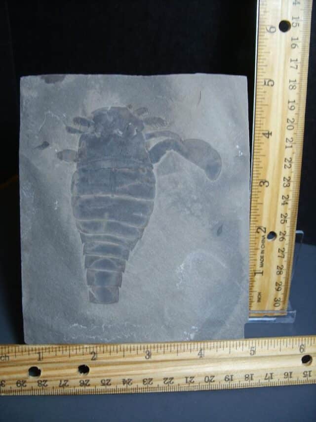 Eurypterid Specimen (012024m)