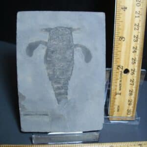 Eurypterid Specimen (012024n)