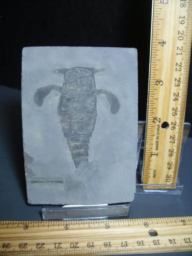 Eurypterid Specimen (012024n)