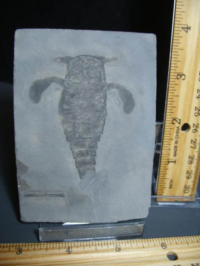 Eurypterid Specimen (012024n) - Image 2