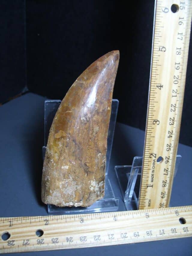 Charcarodontosaurus  Dinosaur Tooth (012024p) - Image 2