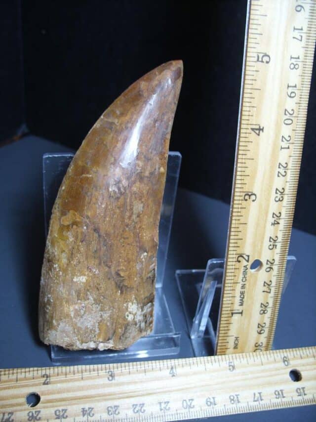 Charcarodontosaurus  Dinosaur Tooth (012024p) - Image 3