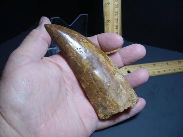 Charcarodontosaurus  Dinosaur Tooth (012024p) - Image 4