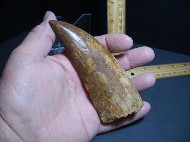 Charcarodontosaurus  Dinosaur Tooth (012024p) - Image 5