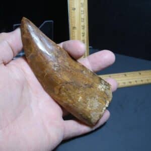 Charcarodontosaurus  Dinosaur Tooth (012024p)